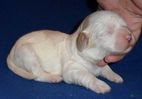 Shihpoo dogs Benji - Ad 2