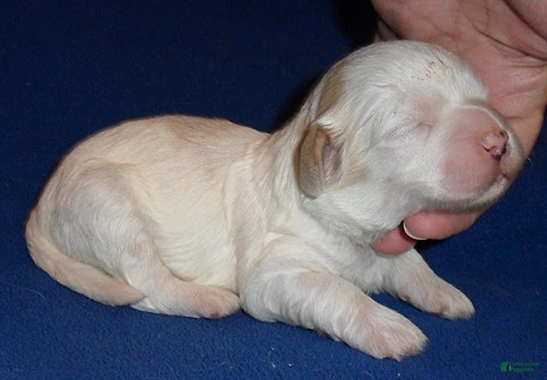 Shihpoo dogs for sale: Benji - Ad 2