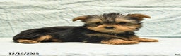 Yorkshire Terrier dogs for sale: Elmer - Ad 3
