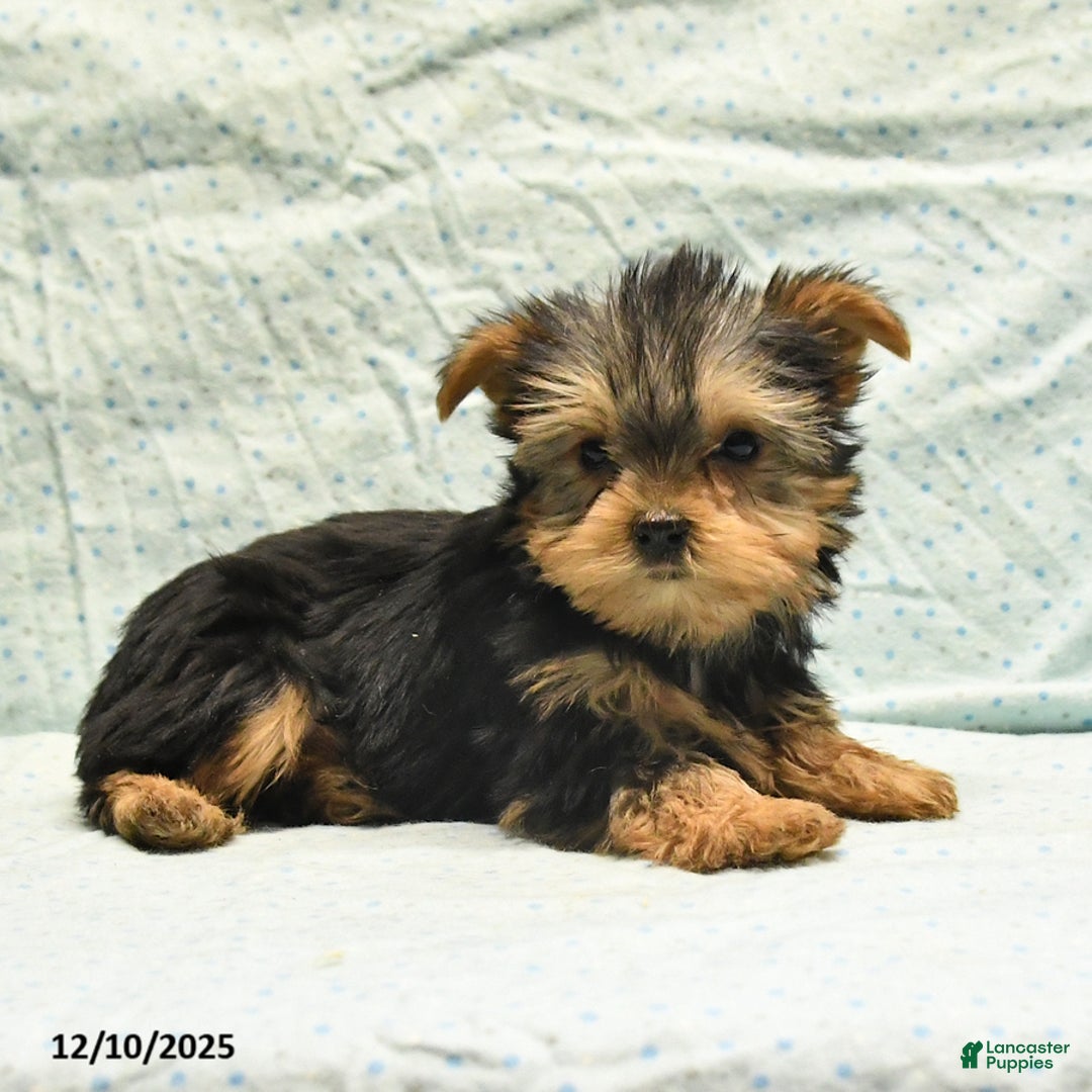 Yorkshire Terrier dogs for sale: Elmer - Ad 3