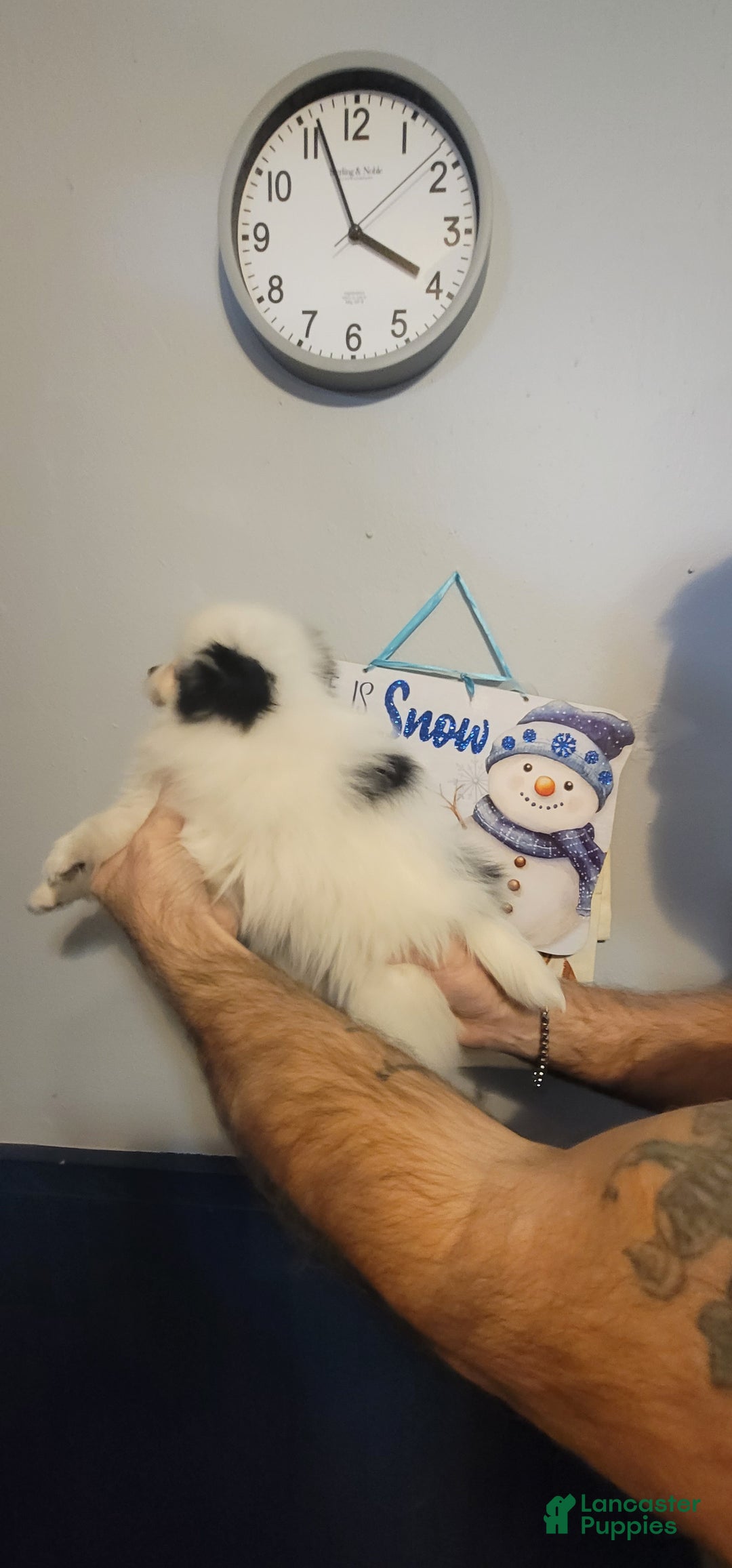 Pomeranian dogs for sale: Paul - Ad 2