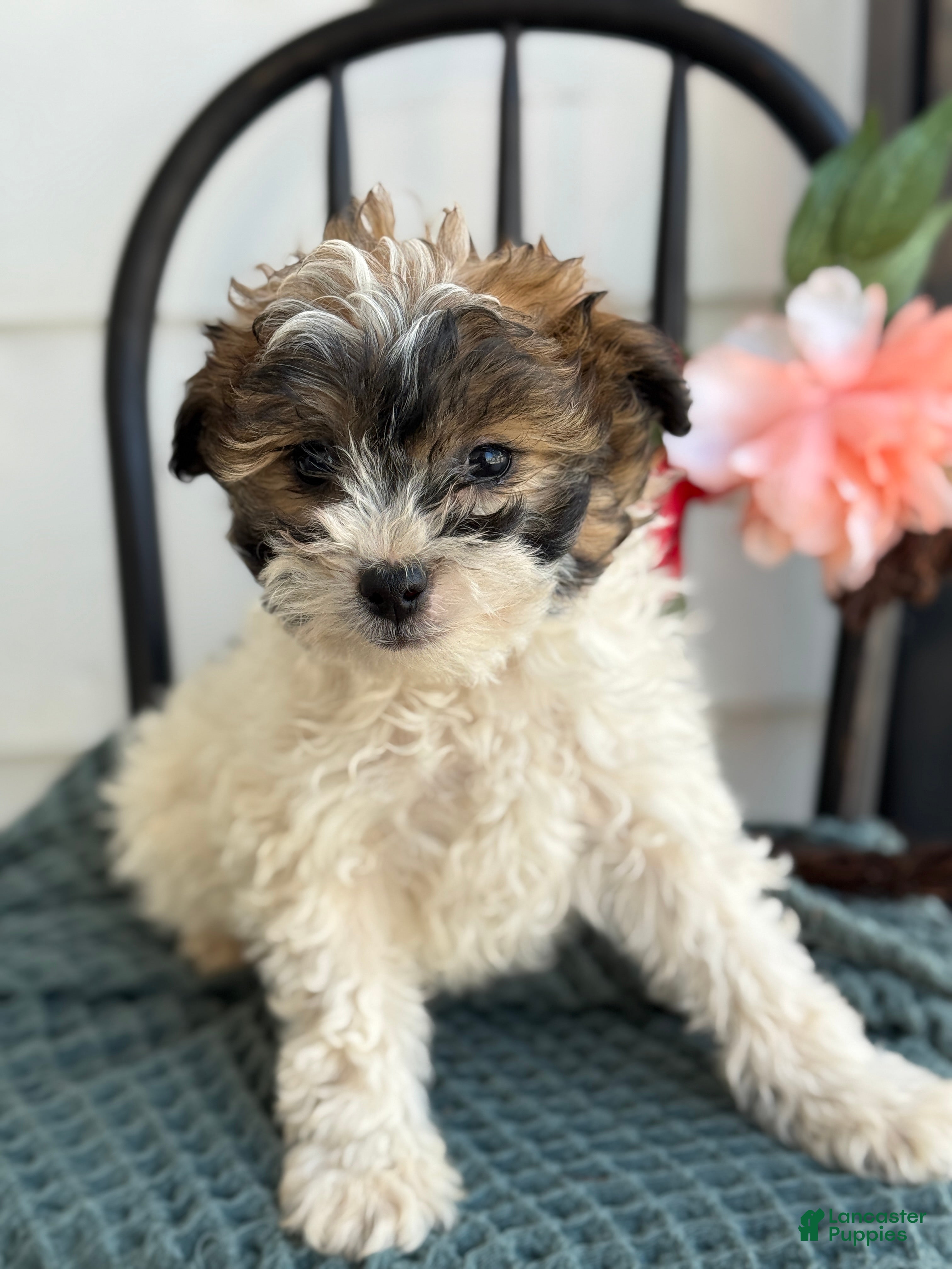 Shihpoo dogs Guinness - Ad 20
