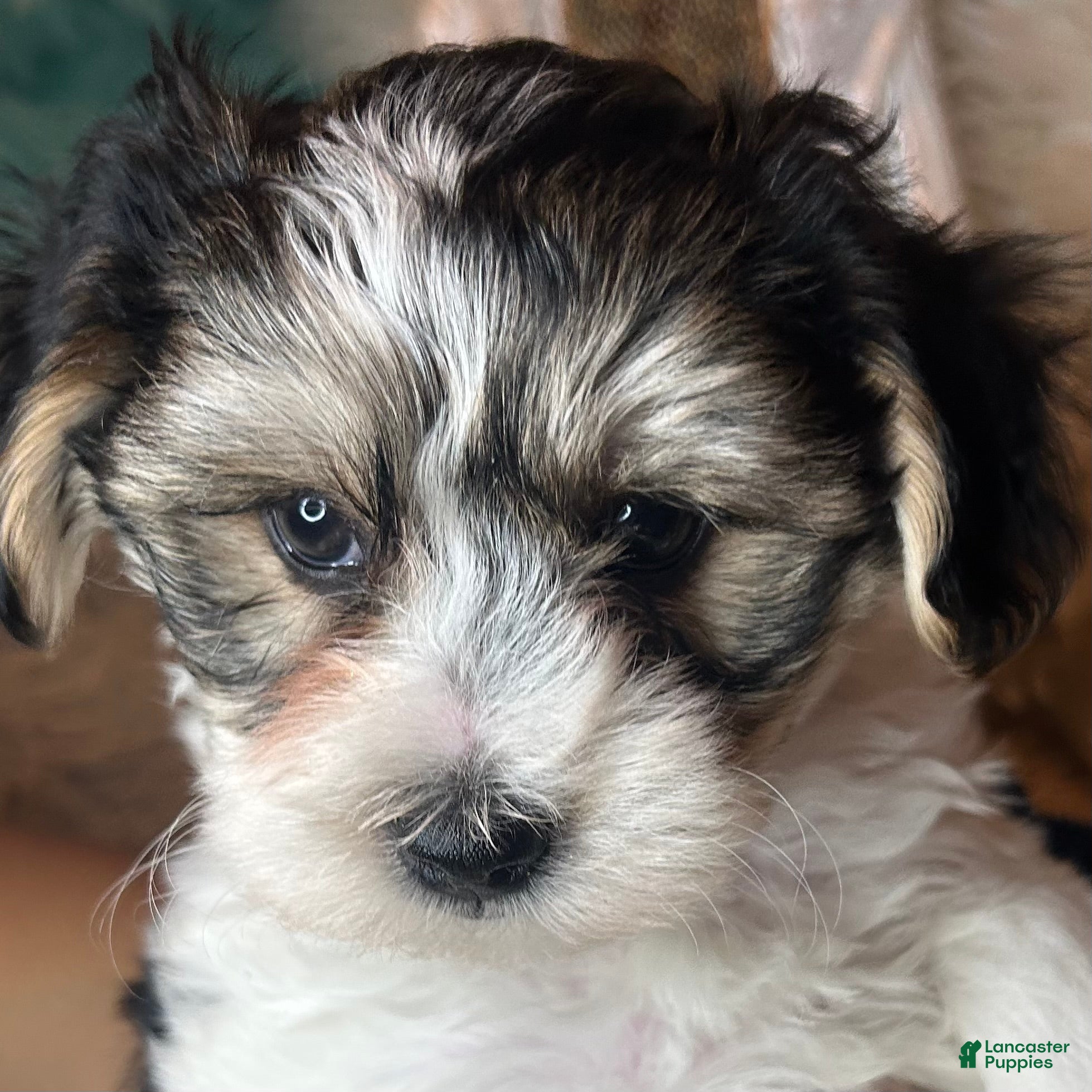 Morkie dogs Georgio  - Ad 14