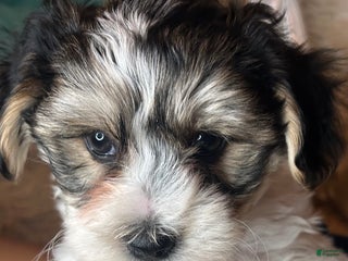 Morkie dogs Georgio - Ad 12