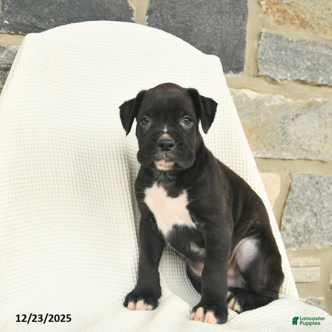 Boxer dogs for sale: Washington  - Ad 1