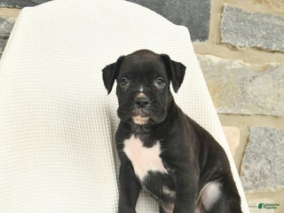 Boxer dogs Washington - Ad 16