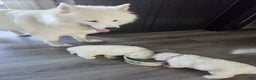 Samoyed dogs for sale: Samoyed Mini - Ad 2