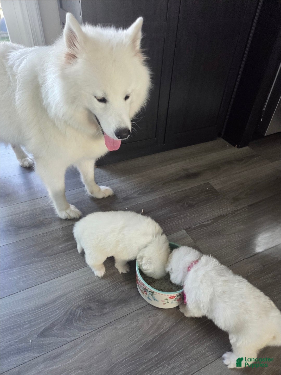 Samoyed dogs for sale: Samoyed Mini - Ad 2