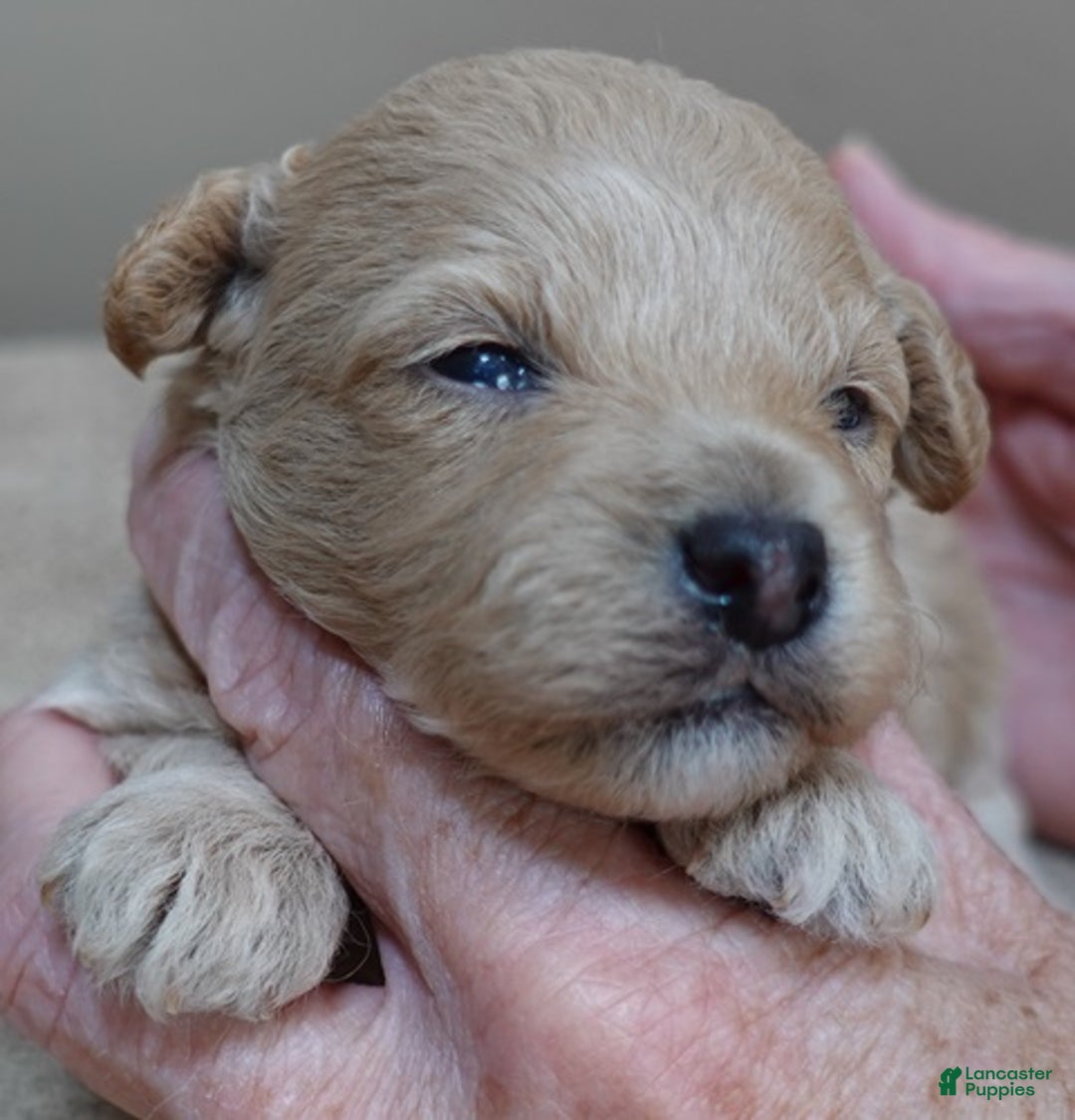 Toy Poodle dogs for sale: Ellie shimmering champagne - Ad 7