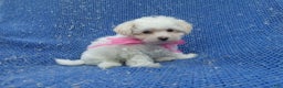 Maltipoo dogs for sale: Pommy - Ad 1