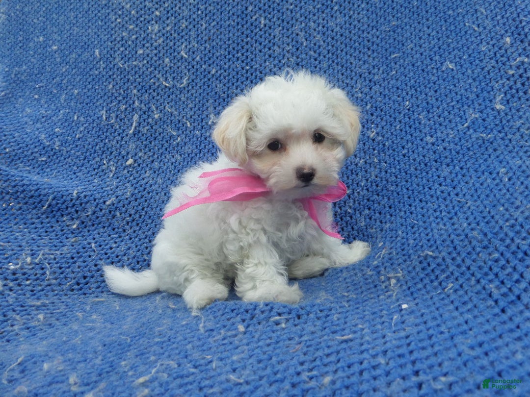 Maltipoo dogs for sale: Pommy - Ad 1