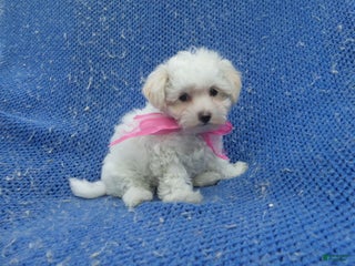 Maltipoo dogs Pommy - Ad 3