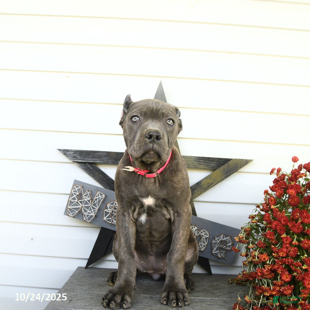 Cane Corso dogs for sale: Rosie - Ad 7