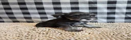 Miniature Schnauzer dogs for sale: Sam - Ad 4