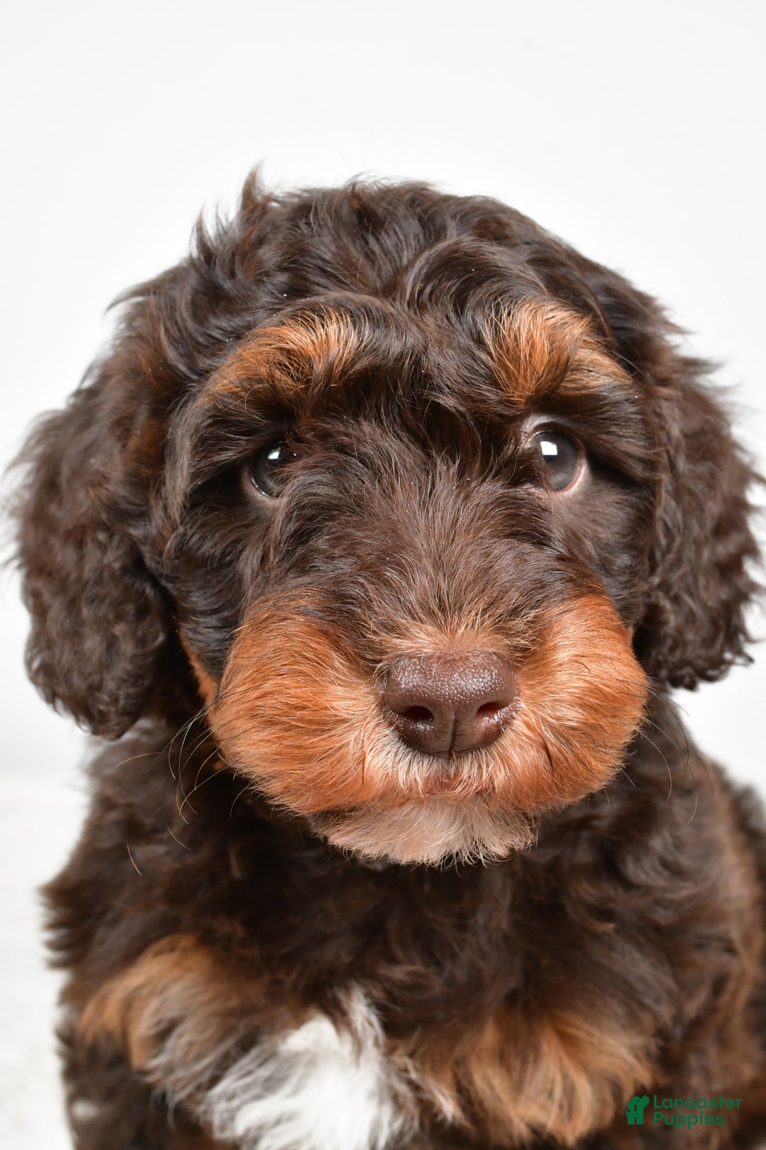 Mixed Breed dogs for sale: Star - Ad 1