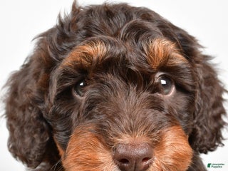 Mixed Breed dogs Star - Ad 6