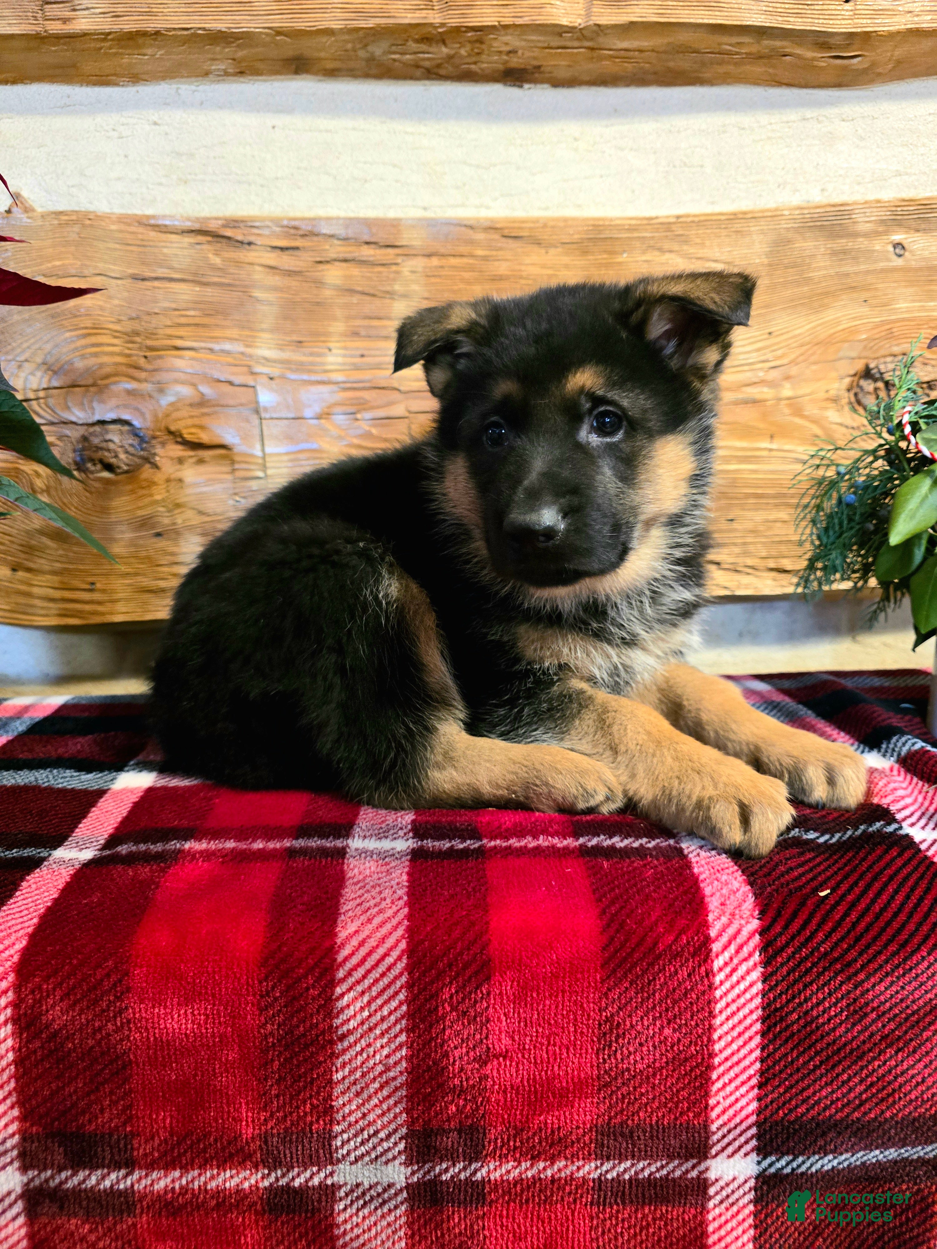 German Shepherd dogs Rex - Ad 41