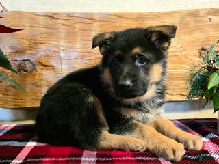 German Shepherd dogs Rex - Ad 34