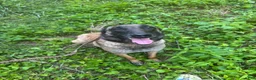 Belgian Malinois dogs for sale: Belgian Malinois 2 - Ad 24