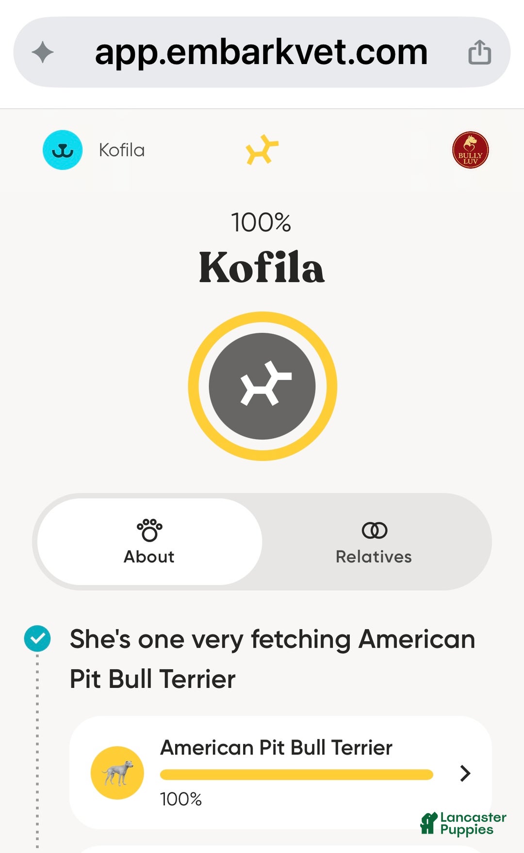 American Pit Bull Terrier dogs for sale: Bella - Ad 10