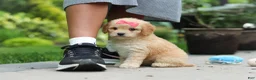 Cavapoo dogs for sale: Dolly - Ad 3
