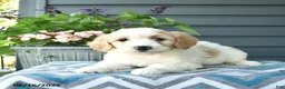 Mini Goldendoodle dogs for sale: Annabell - Ad 3
