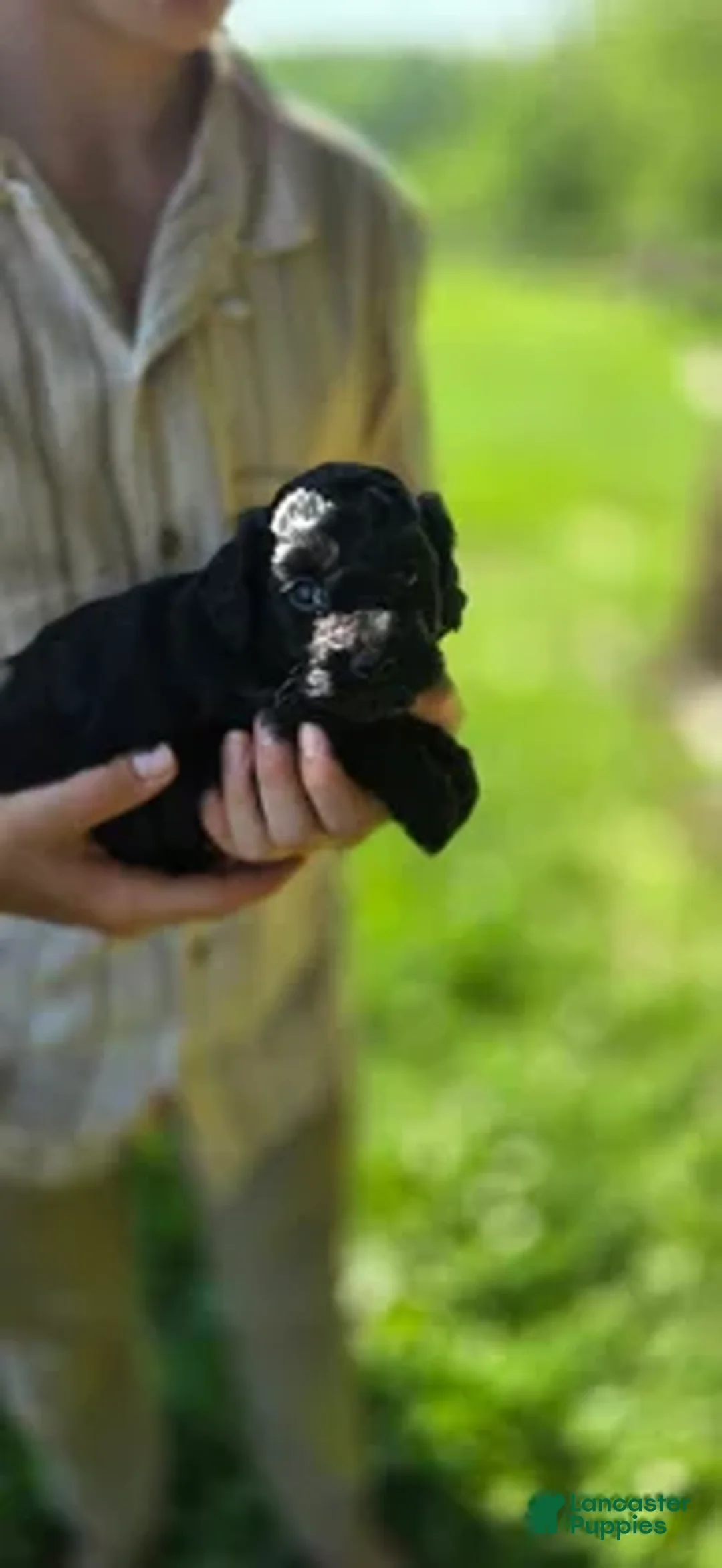 Cockapoo dogs for sale: Niall - Ad 2