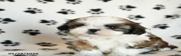 Shih Tzu dogs for sale: Oscar - Ad 4