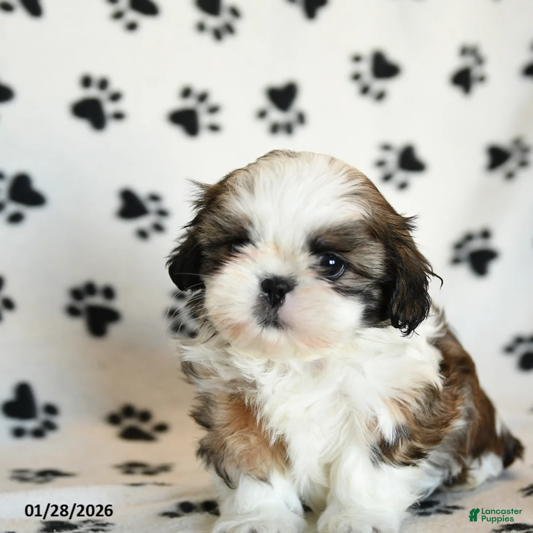 Shih Tzu dogs for sale: Oscar - Ad 4