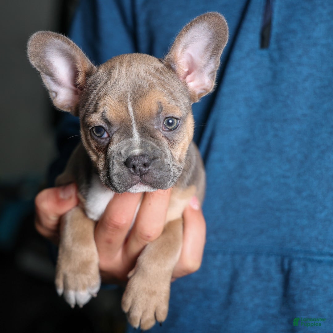 Frenchton dogs for sale: NEVA - Ad 2