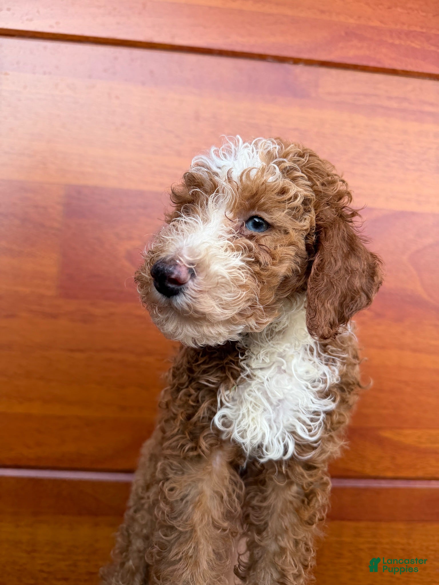 Miniature Poodle dogs Berry - Ad 2