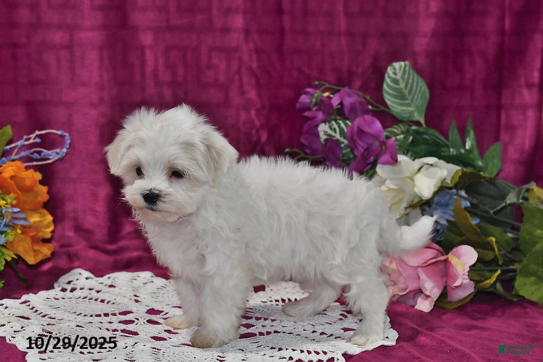 Maltese dogs for sale: Muffin - Ad 5
