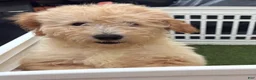 Goldendoodle dogs for sale: Deuce - Ad 20
