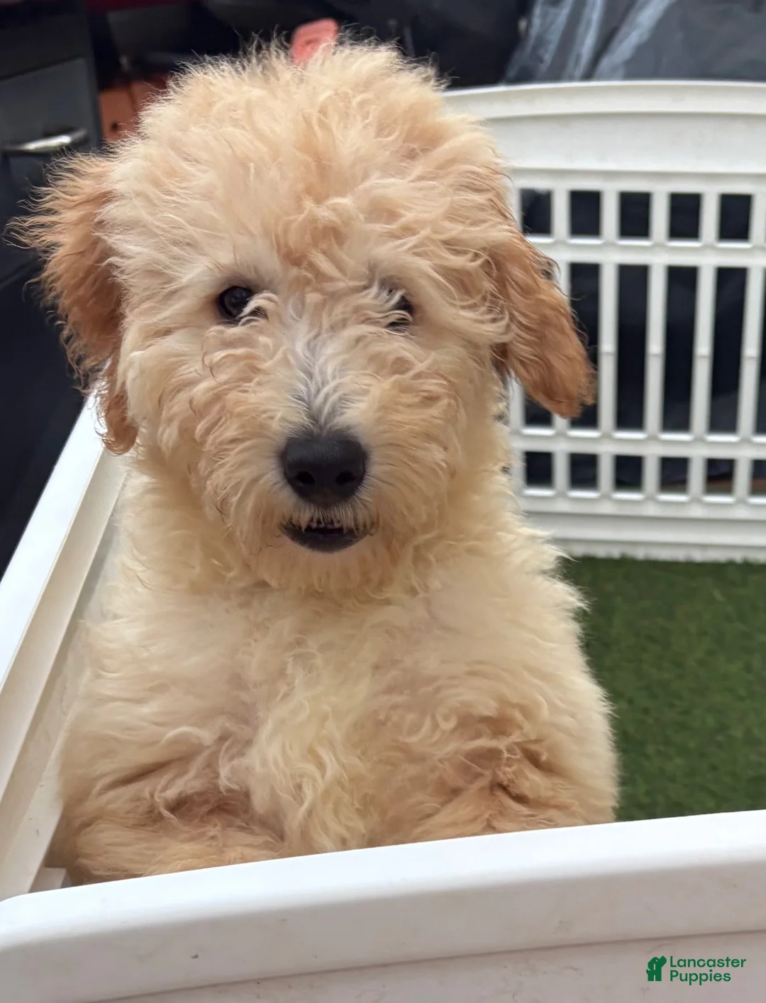 Goldendoodle dogs for sale: Deuce - Ad 20
