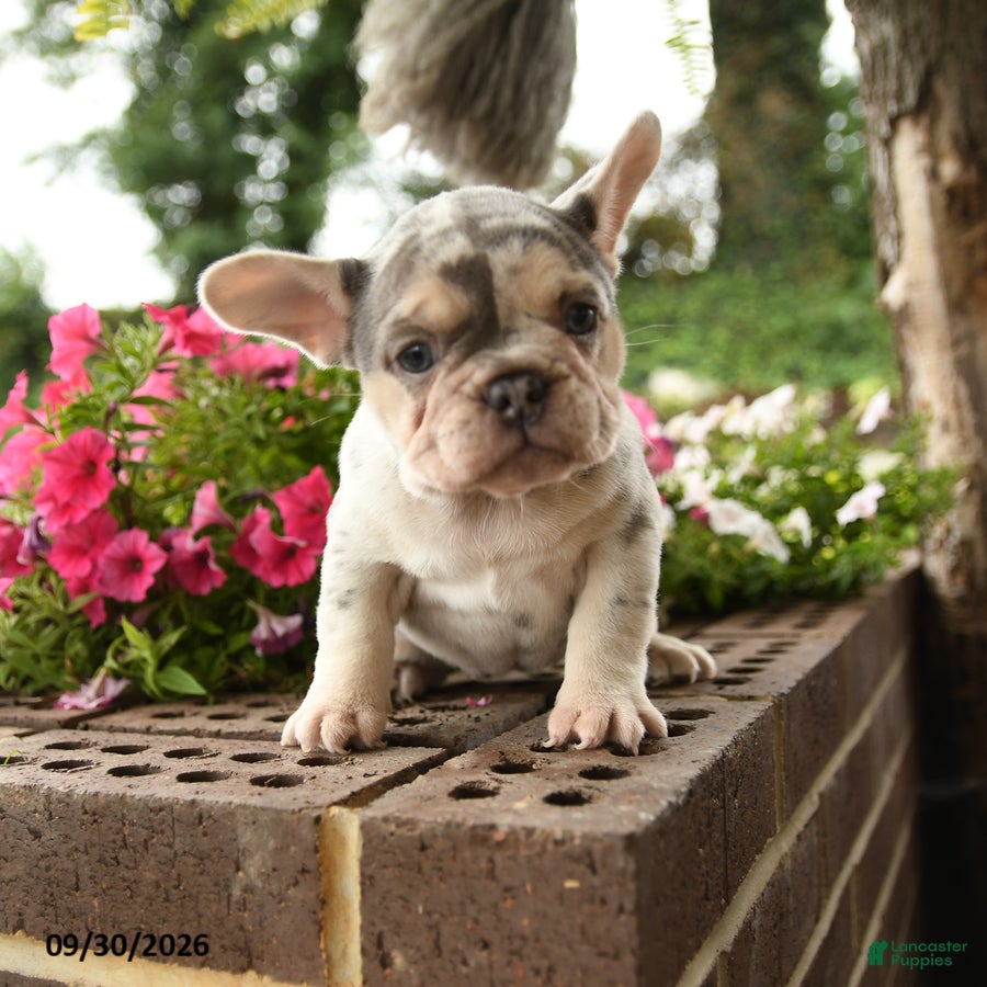 French Bulldog dogs for sale: Petunia - Ad 2