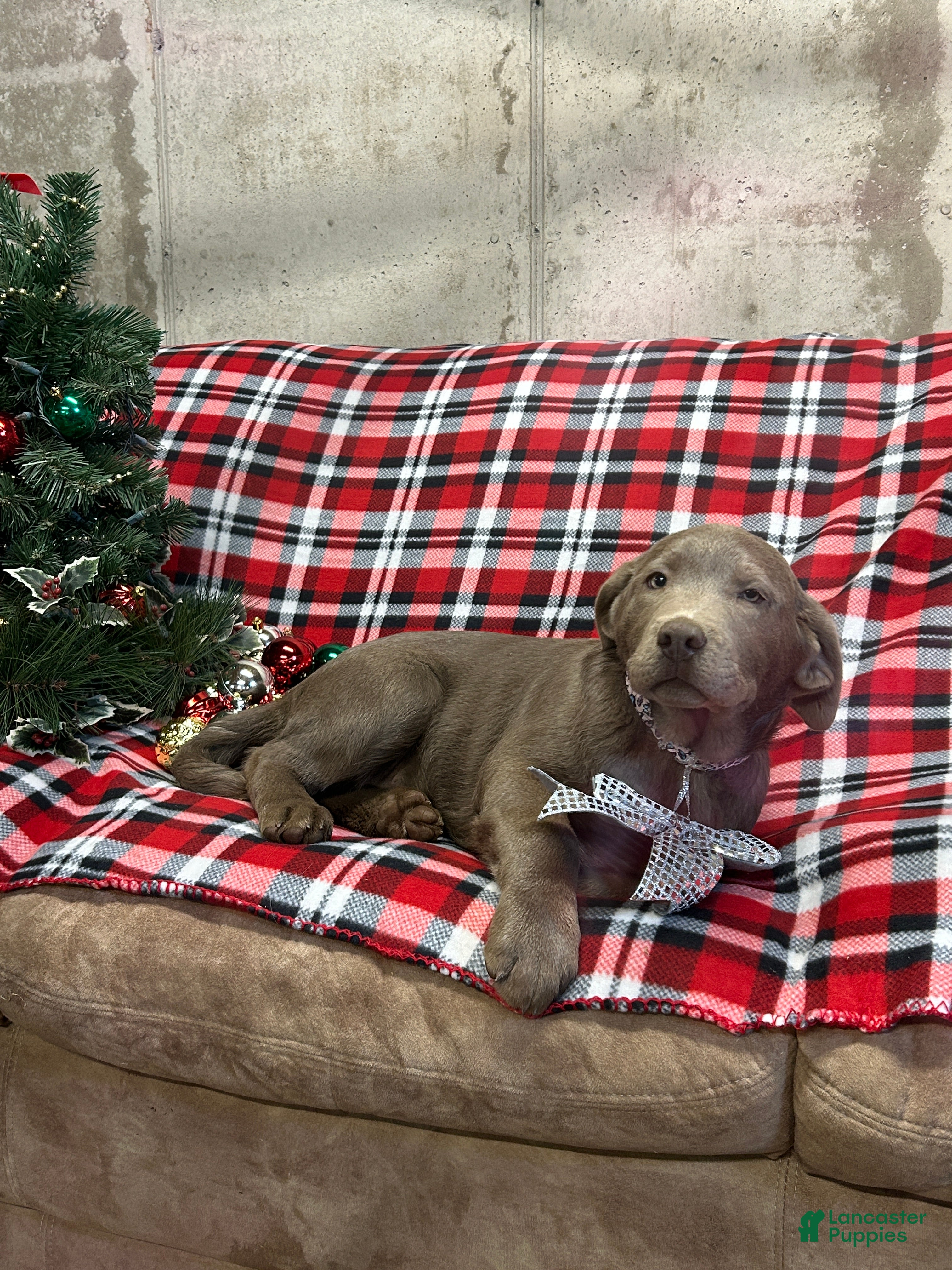 Labrador Retriever dogs FiFi - Ad 19