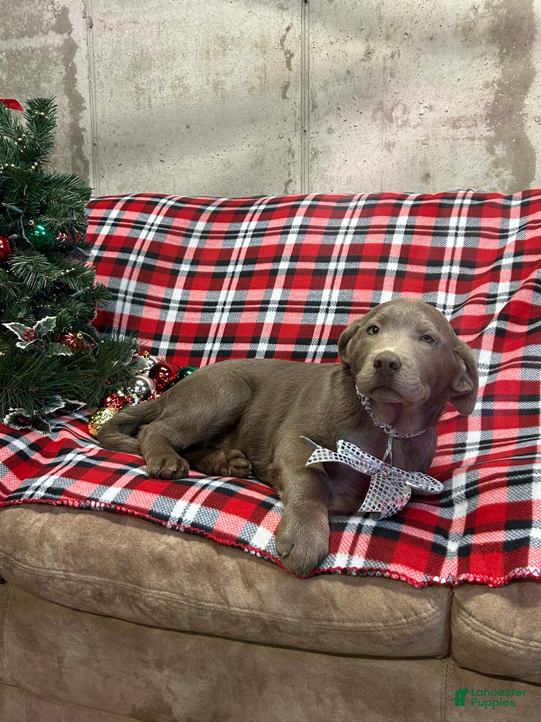 Labrador Retriever dogs for sale: FiFi - Ad 1