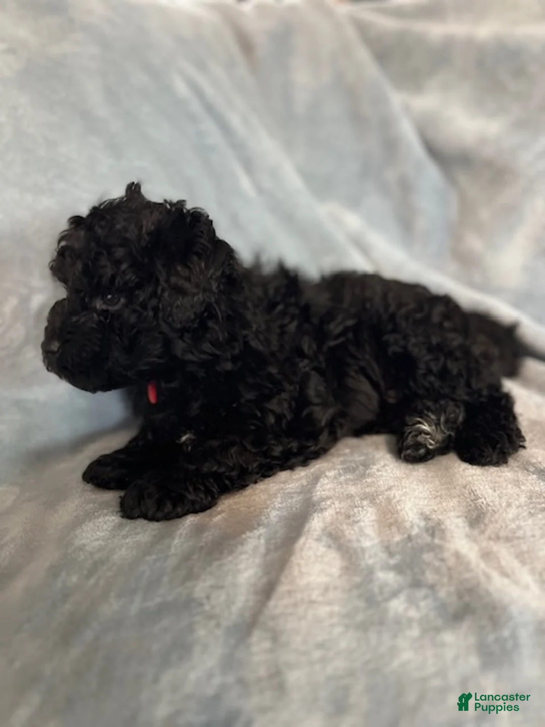 Hungarian Puli dogs for sale: Hungarian Puli Puppy 1 Big Red - Ad 1