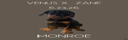 Doberman Pinscher dogs for sale: Doberman Pinscher 5 - Ad 2