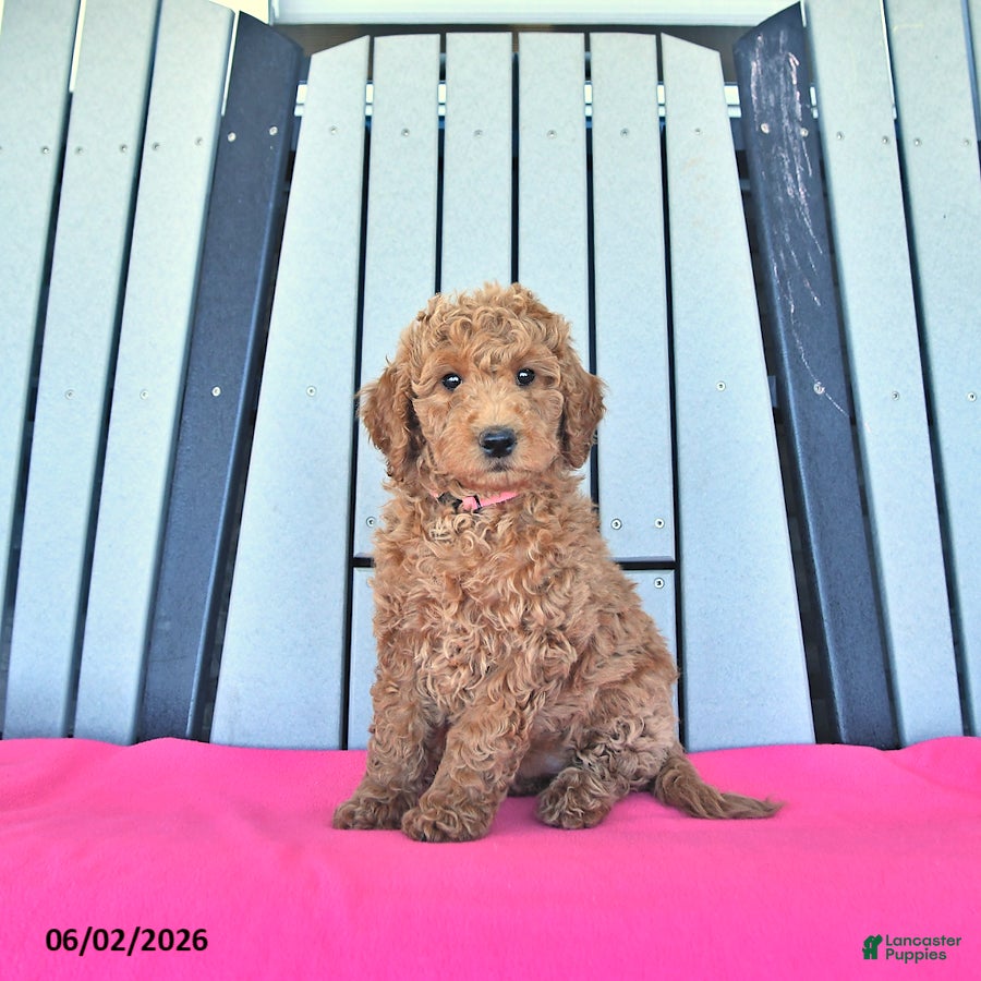 Mini Goldendoodle dogs Paisley - Ad 2