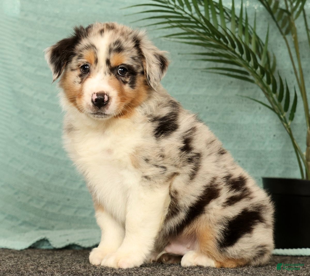 Miniature Australian Shepherd dogs Jake - Ad 2