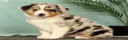 Miniature Australian Shepherd dogs for sale: Jake - Ad 2