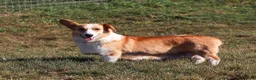 Welsh Corgi Pembroke dogs for sale: Freddy - Ad 9