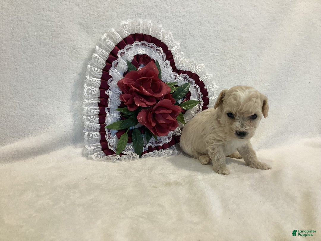 Maltipoo dogs for sale: Crispie - Ad 5