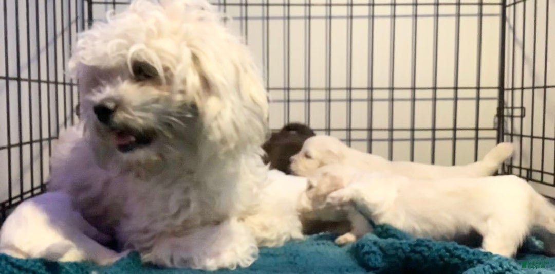 Shorkie dogs for sale: Shorkie Puppy 1 - Ad 2