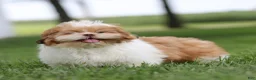 Shih Tzu dogs for sale: Dandy Shih Tzu  - Ad 3