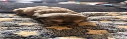 French Bulldog dogs for sale: Fluffy French Bulldog 3 - Ad 5