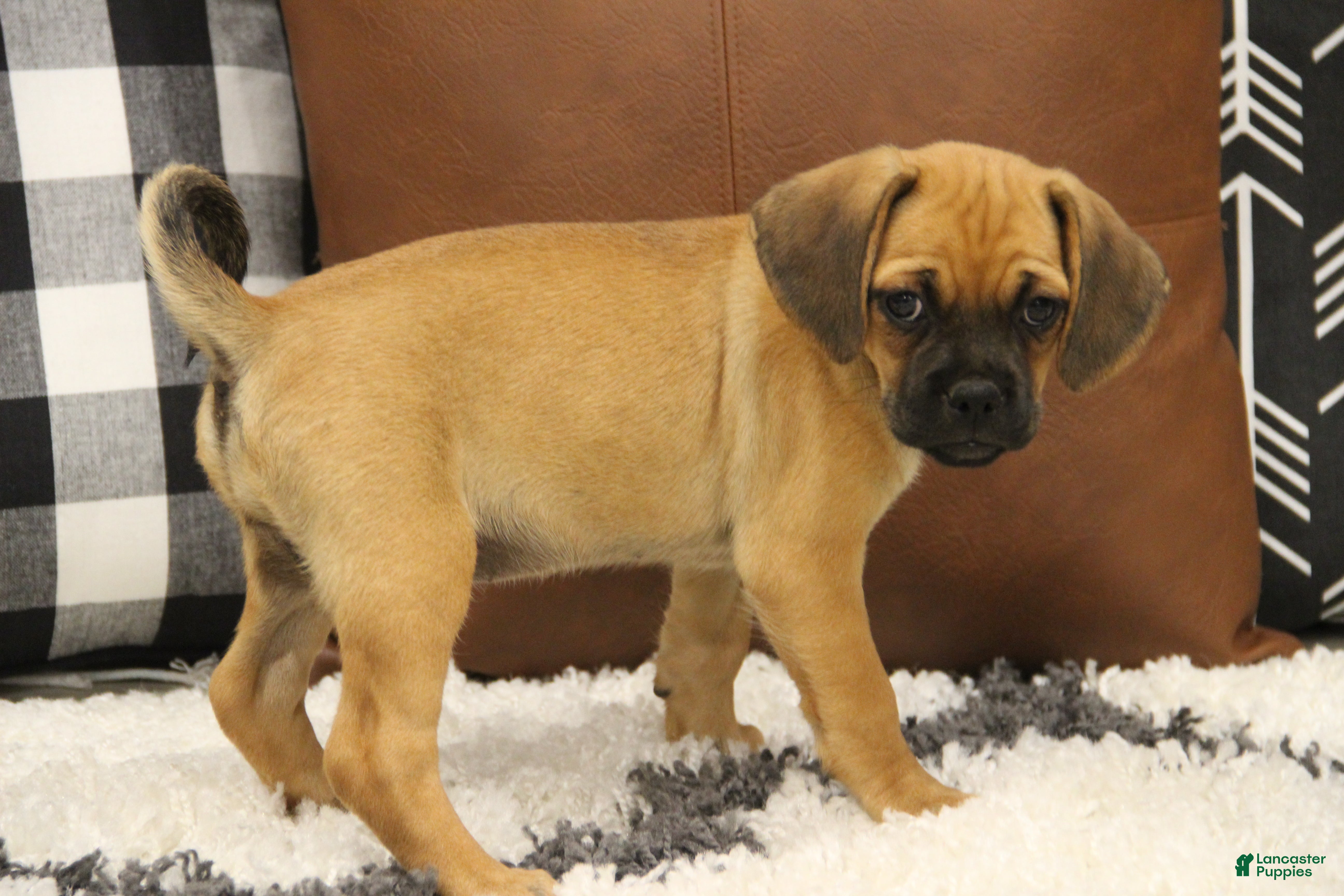 Puggle dogs Freedom - Ad 1