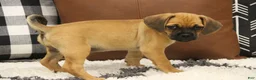 Puggle dogs for sale: Freedom - Ad 1