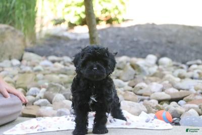Cavapoo dogs Sophie - Ad 1